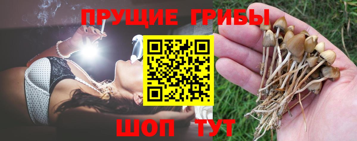Псилоцибиновые грибы Psilocybine cubensis Альметьевск